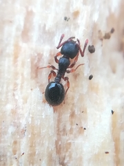 Myrmecina graminicola
