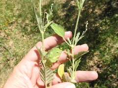 Boerhavia spicata