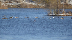 Mergus merganser