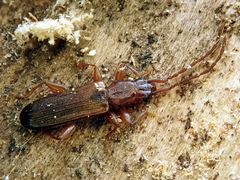 Dendrophagus crenatus