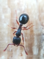 Myrmecina graminicola