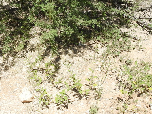 Image of Boerhavia spicata by (c) Sam Kieschnick, some rights reserved (CC BY)