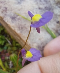Utricularia welwitschii