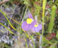Utricularia welwitschii