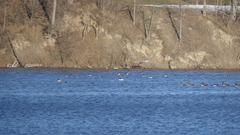 Mergus merganser