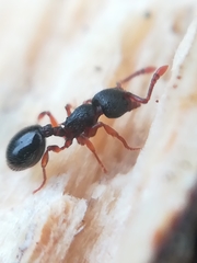 Myrmecina graminicola