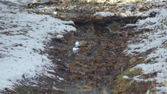 Turdus migratorius