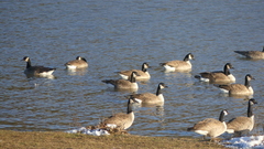 Branta canadensis