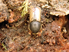 Trypodendron domesticum