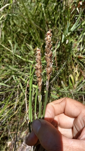 Image of Elegia fistulosa by (c) kevin koen, some rights reserved (CC BY-SA)