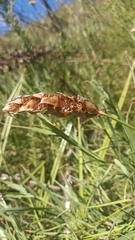 Elegia fistulosa