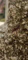 Arctosa personata
