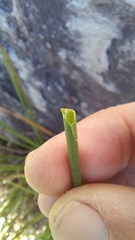Elegia fistulosa