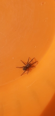 Arctosa personata