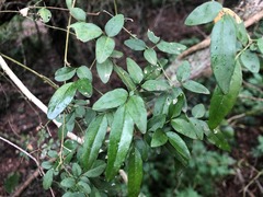 Jasminum didymum racemosum