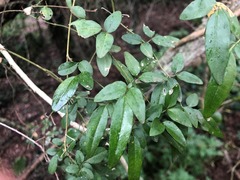 Jasminum didymum racemosum