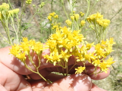 Hymenothrix wislizeni