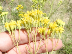 Hymenothrix wislizeni