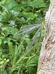 Cueta punctatissima