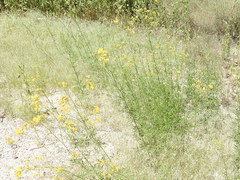 Hymenothrix wislizeni