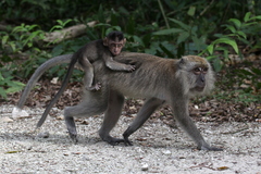 Macaca fascicularis