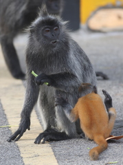 Trachypithecus selangorensis