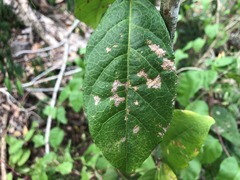 Mallotus claoxyloides