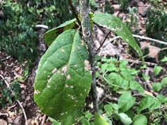 Mallotus claoxyloides