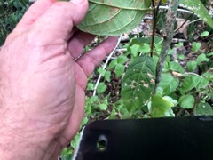 Mallotus claoxyloides