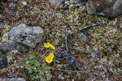 Selaginella sanguinolenta