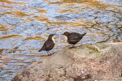 Cinclus cinclus gularis