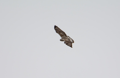Buteo lagopus