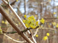 Cornus mas
