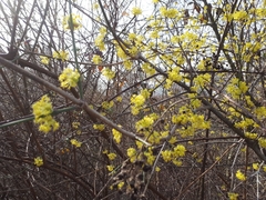 Cornus mas