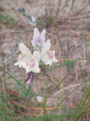 Linaria polygalifolia