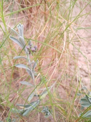 Linaria polygalifolia