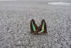 Graphium sarpedon