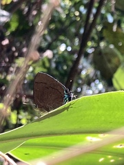 Remelana jangala travana