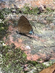 Remelana jangala travana