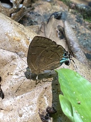 Remelana jangala travana