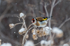 Carduelis carduelis