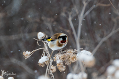 Carduelis carduelis