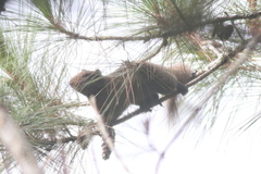 Callosciurus erythraeus