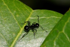 Polyrhachis mackayi