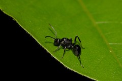 Polyrhachis clio