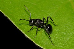 Polyrhachis clio