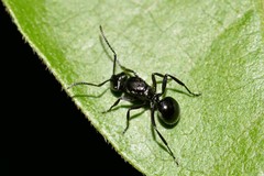 Polyrhachis clio