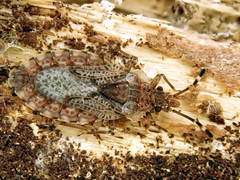 Aradus obtectus