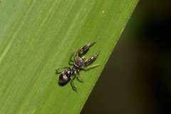 Ligonipes lacertosus