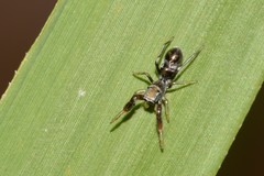 Ligonipes lacertosus